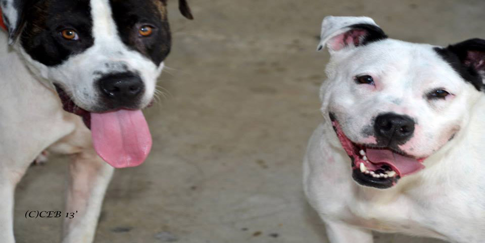 <span class='tit'>Abbey’s Clash for the Canines 2013 Teaser Video</span> <br /><span class='desc'> That’s right…we are doing it again!
The Clash for the Canines 2012 event was a great success crushing our goals and raising...</span> Abbey’s Clash for the Canines 2013 Teaser Video